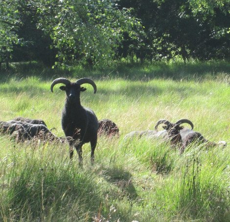 Primitive Hebridean sheep - part of the Yorkshire Wildlife Trust conservation grazing program