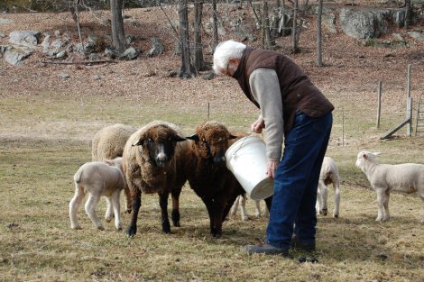 Albrecht from Morehouse Farm, with the ewes and lambs